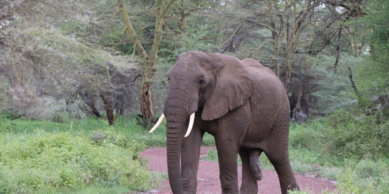 Group Joining Ngorongoro Crater private safari group joining price 2026-2027