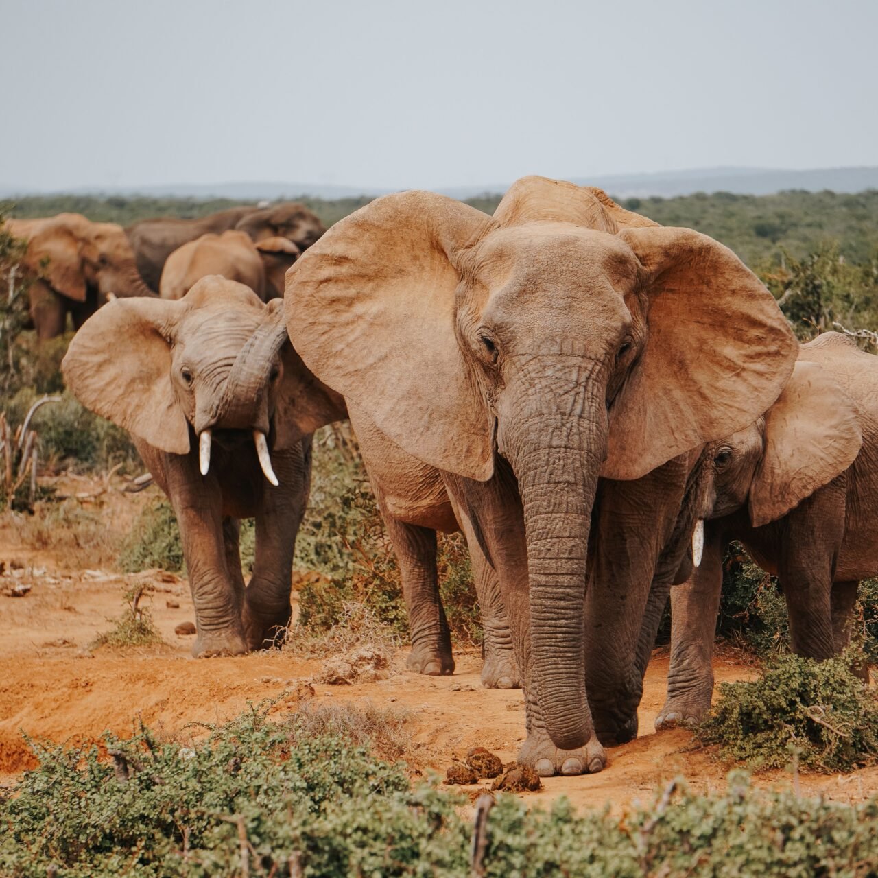 2 Days Tarangire and Lake Manyara Safari - Book Short Northern Tanzania Safari