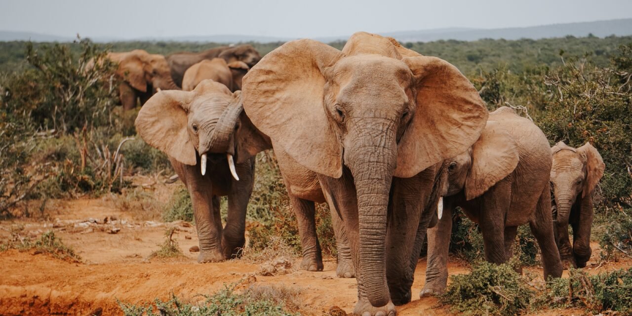 2 Days Tarangire and Lake Manyara Safari – Book Short Northern Tanzania Safari