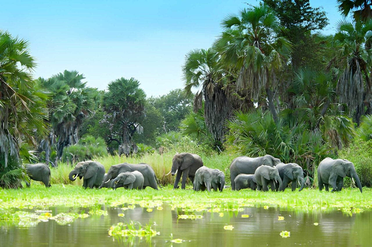 One Day Nyerere Safari From Dar Es Salaam: A Complete Guide 2026-2027