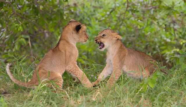 Pemba Island Honeymoon Package – Luxury Beach & Diving Escape Guide