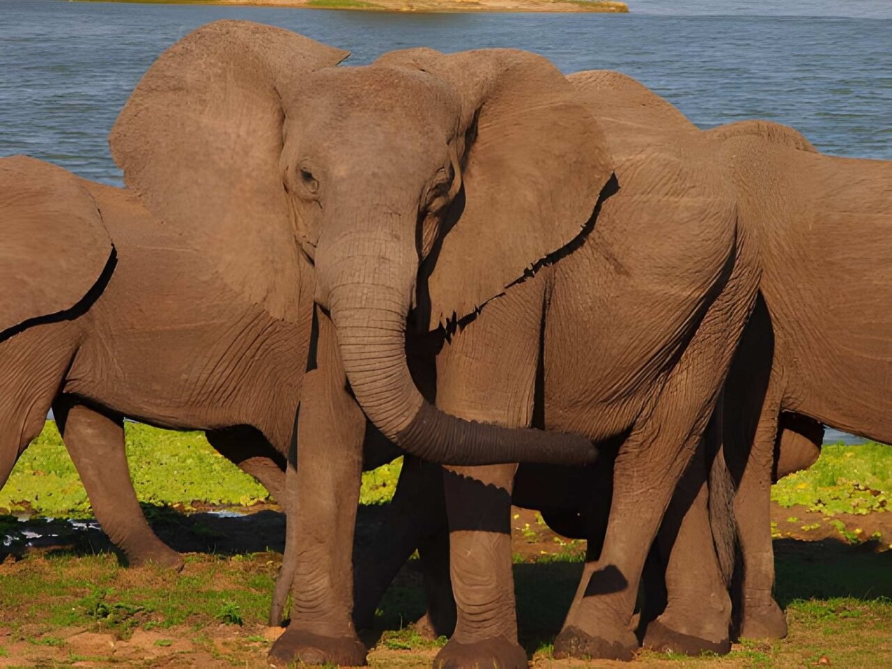 Best Fly-In Safari To Nyerere National Park: Your Ultimate Guide 2026-2027