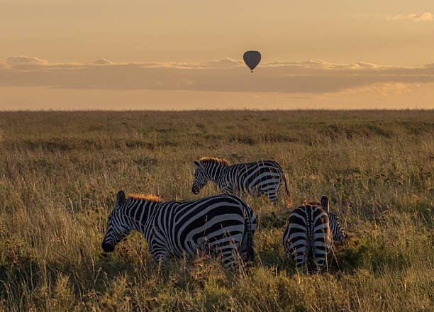 3 Days Nyerere Safari With Balloon Experience In 2026-2027