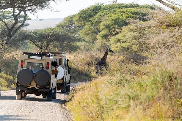 8 Days Tarangire Serengeti Ngorongoro Lake Manyara Safari From Moshi Guide