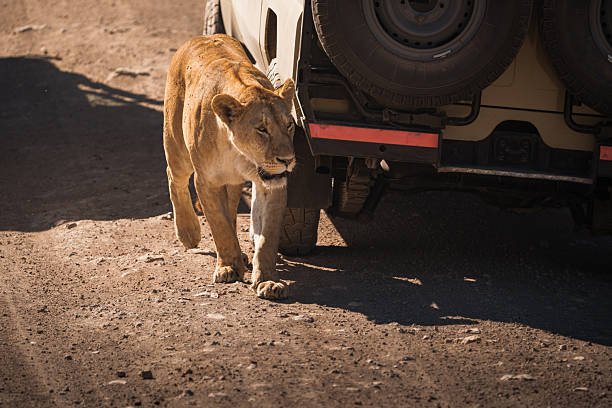 Affordable Saadani Safari Package From Zanzibar: Best Guide 2026-2027-2028