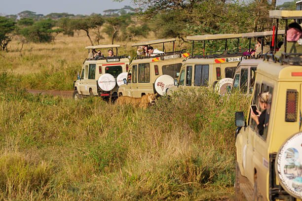 2-Day Ngorongoro Crater Wildlife Tour: Your Essential Guide For 2026-2027