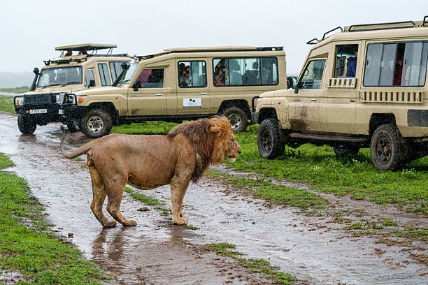 Best Wildlife-Friendly Safari Operator Tanzania — Top Guide Adventures: