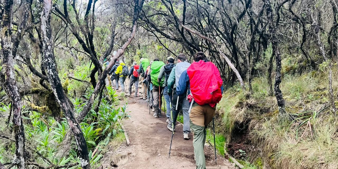 2 Day Lemosho Route Trek From Arusha: A Short Kilimanjaro Tour Experience