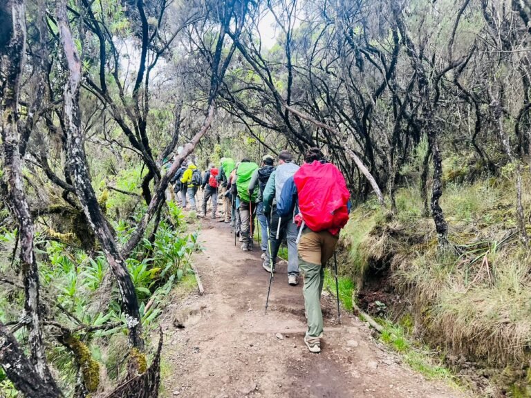 Mount Kilimanjaro Photo Tour From Arusha – Scenic Day Trip