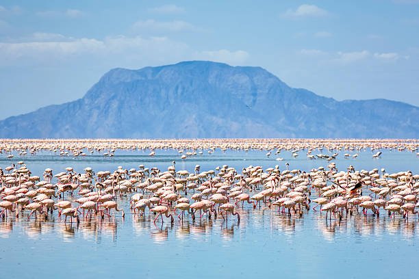 2 Days Lake Natron, ol donyo lengai, Engare Sero Waterfalls From Arusha