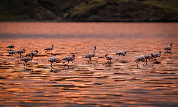 Engare Sero Waterfalls + Lake Natron Day Trip From Arusha