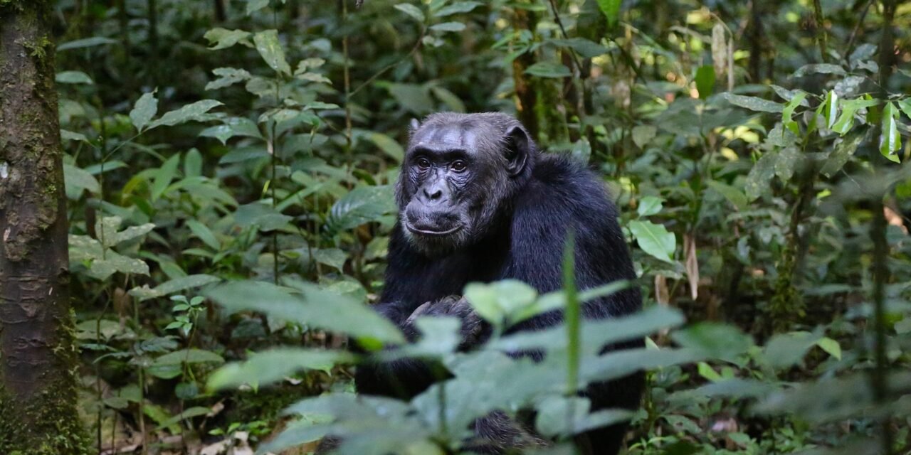 4 Day Gombe National Park Joining Chimpanzee Safari 2026-2027