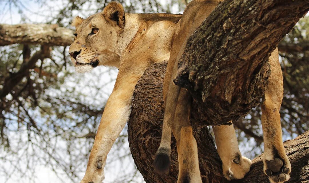 Dec 25, – 5 Day Christmas Tanzania Group Joining Safari 2026