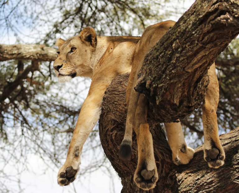 Dec 25, 2026 – 5 Day Christmas Tanzania Group Joining Safari