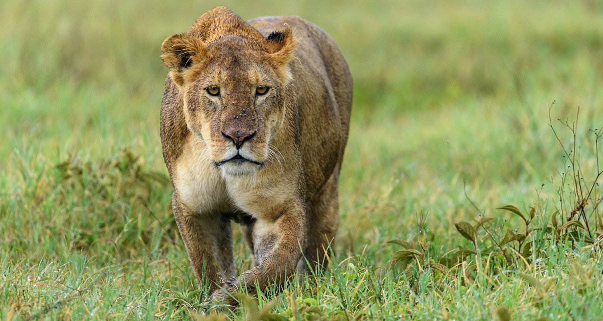 Dec 20, – 10 Day Complete Tanzania Group Joining Safari