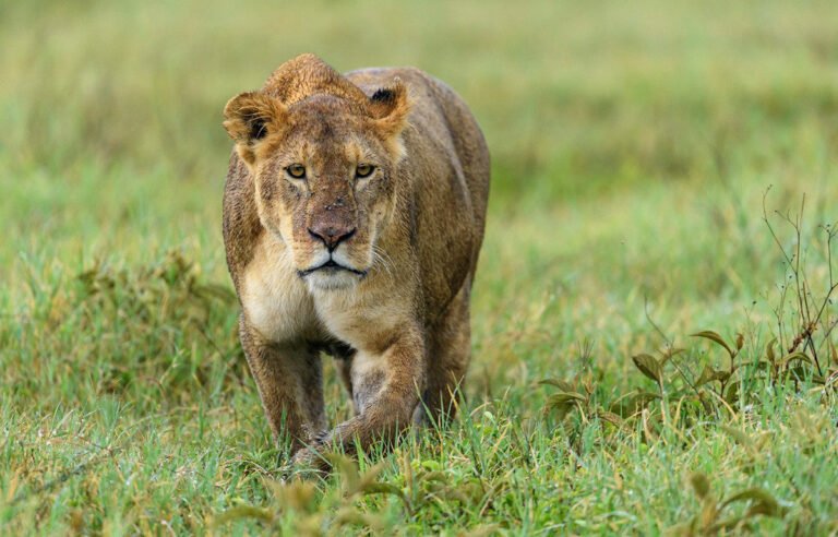 Dec 20, 2026 – 10 Day Complete Tanzania Group Joining Safari
