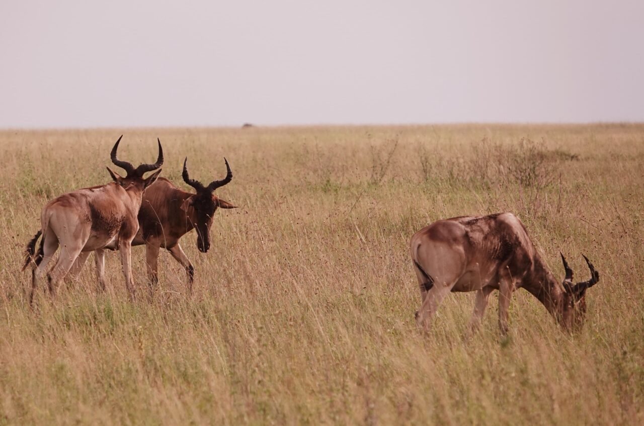 6-day Tanzania private safari