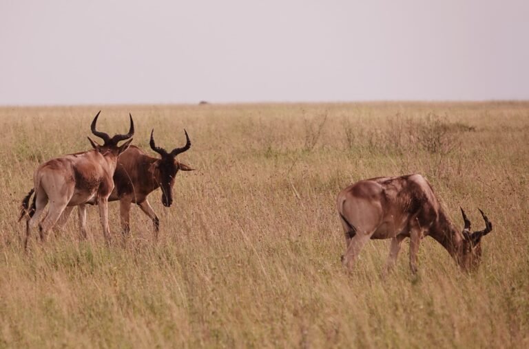 Oct 25, 2026 – 1 Day Nyerere Fly-In Group Safari from Zanzibar