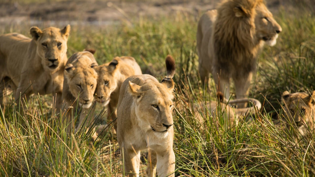 Are-there-wildlife-conservation-tours-in-Tanzania