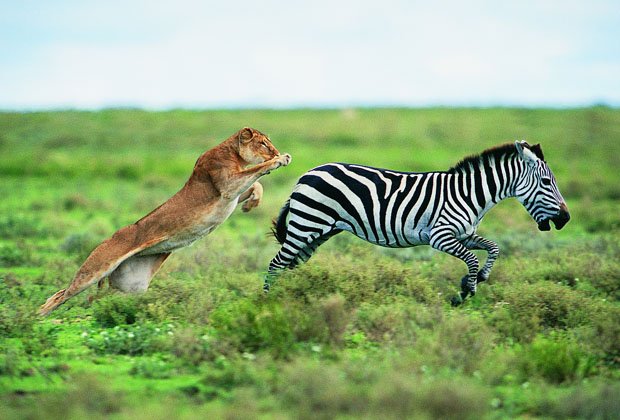 Best 4 Days All-Inclusive Tanzania Safari Package