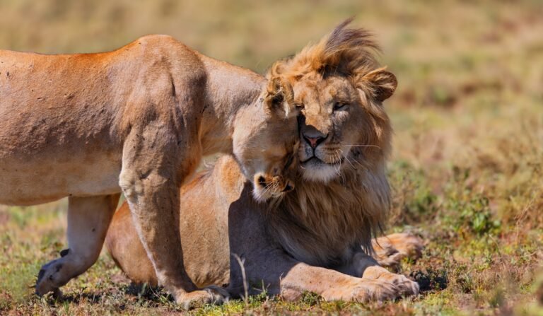 Dec 22, 2026 – 3 Day Nyerere Group Joining Safari