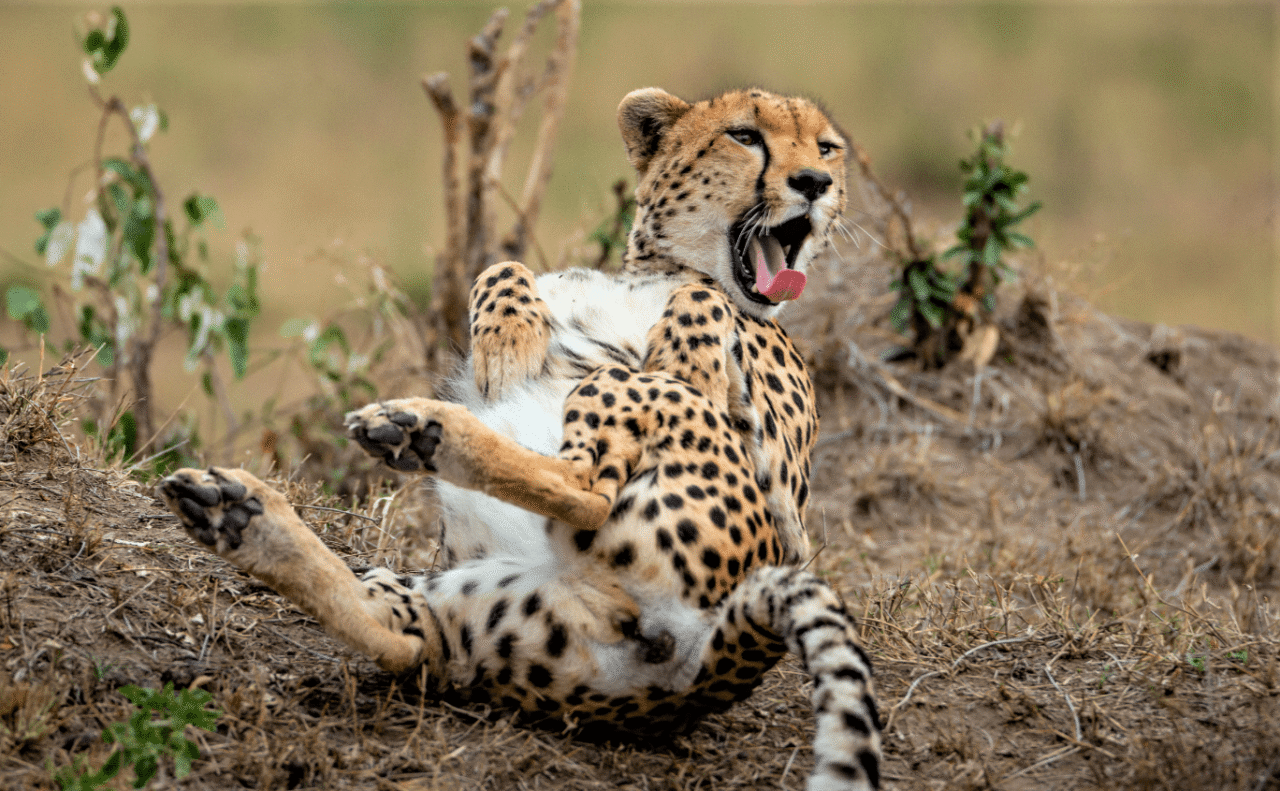 Best 5 Days Kenya and Tanzania Family Safari, Short Tour Adventure