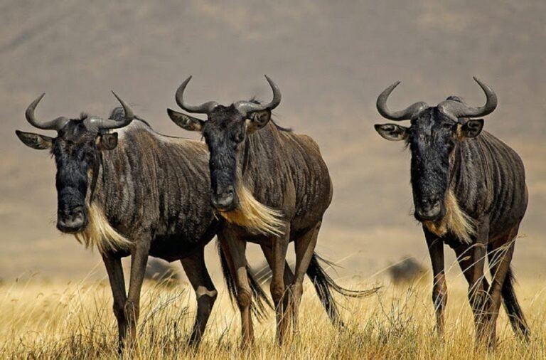 Nov 23, 2026 – 3 Day Serengeti and Ngorongoro Safari from Zanzibar