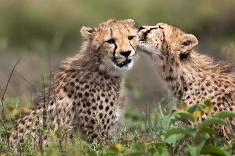 Oct 31, 2026 – 6 Day Serengeti, Ngorongoro, Tarangire and Manyara Group Safari