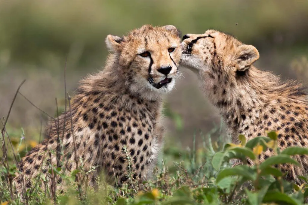 Best Serengeti Fly-in Safari 3 Days