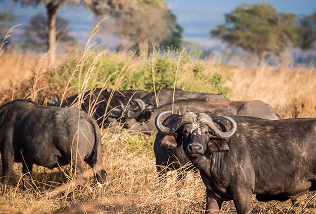 Nov 10, 2026 – 4 Day Serengeti, Ngorongoro and Tarangire Group Safari