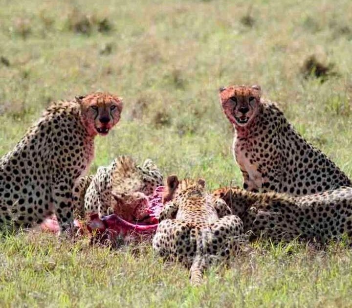 Best Tanzania Itinerary 7 Days from MoshiArusha