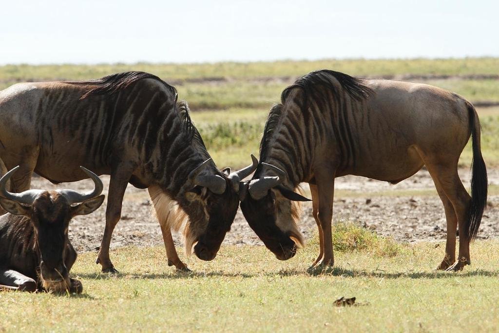 Can-I-bring-pets-to-Ndutu