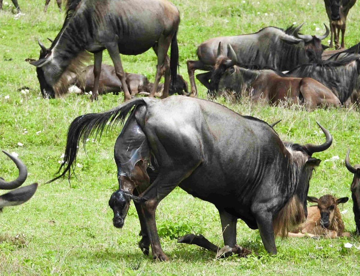 Can-I-see-the-Great-Migration-in-Tanzania