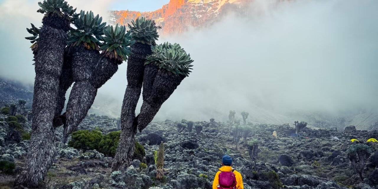 8 Day Lemosho Route – 2 January Group Climb: Your Ultimate Kilimanjaro