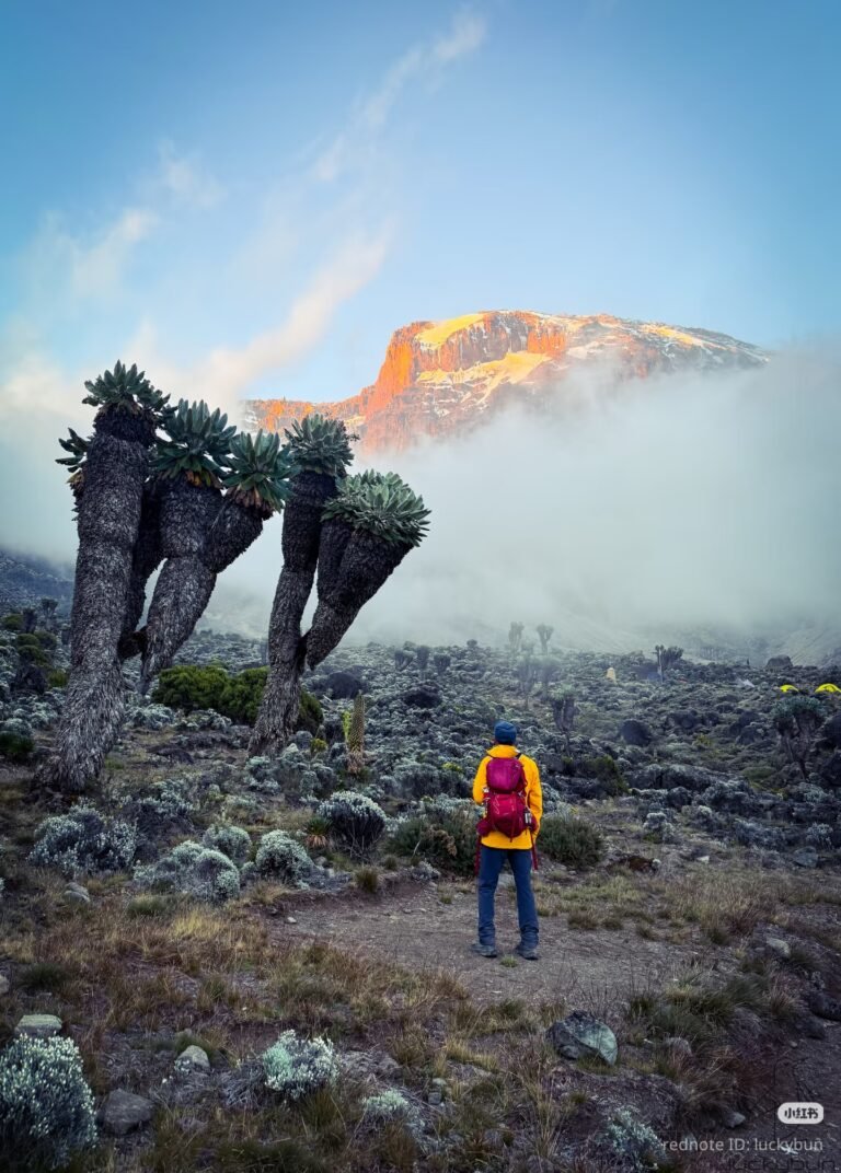 8 Day Lemosho Route – 2 January 2027 Group Climb