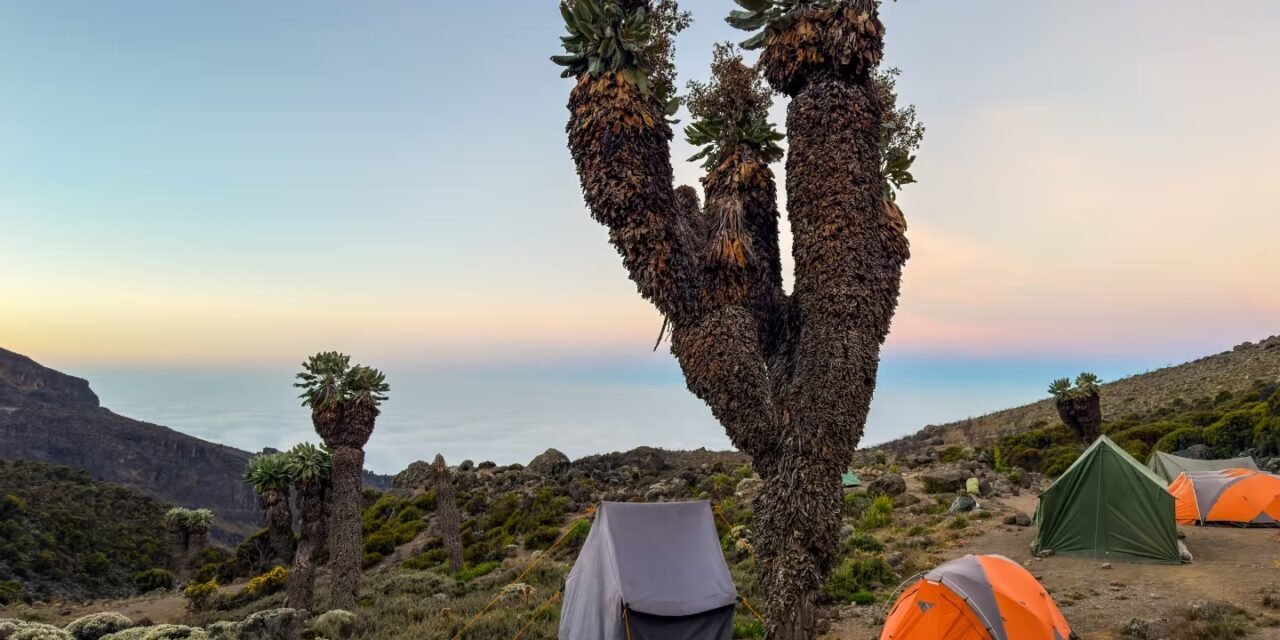 Last Minute Kilimanjaro Christmas And New Year Climbs : Secure Your Summit