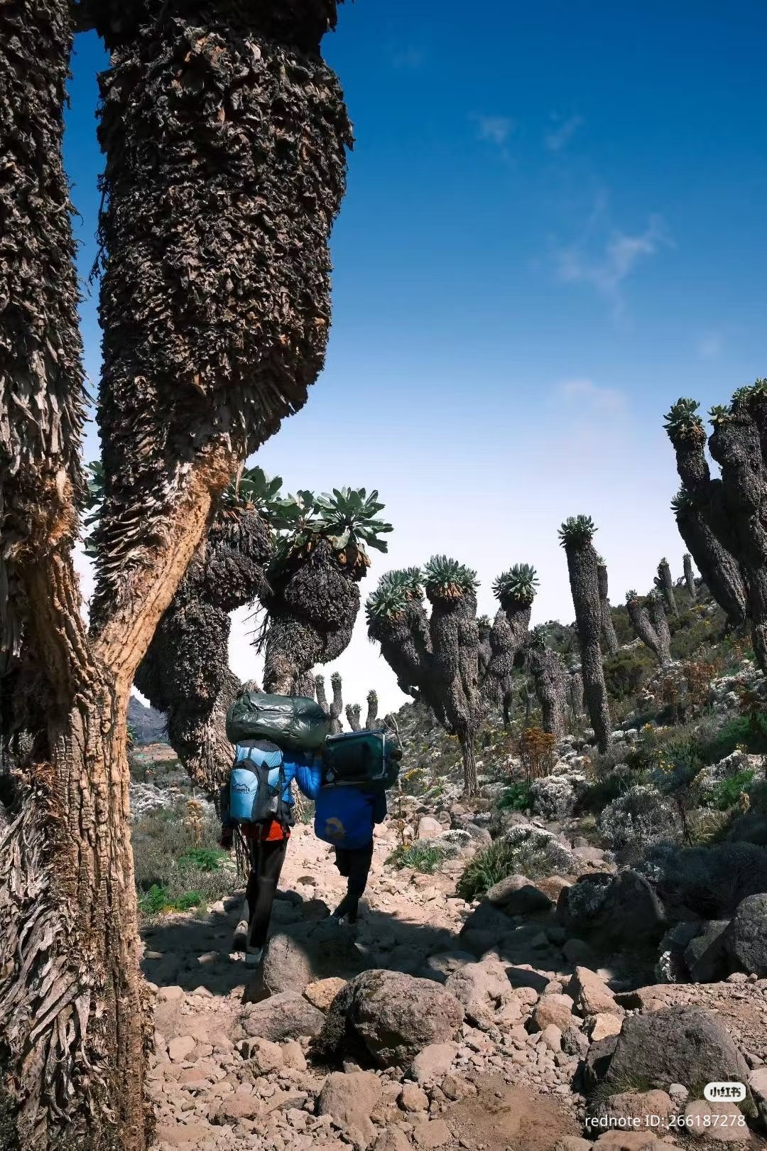 7 Day Machame Route – 7 December Group Departure | Your Kilimanjaro Climb