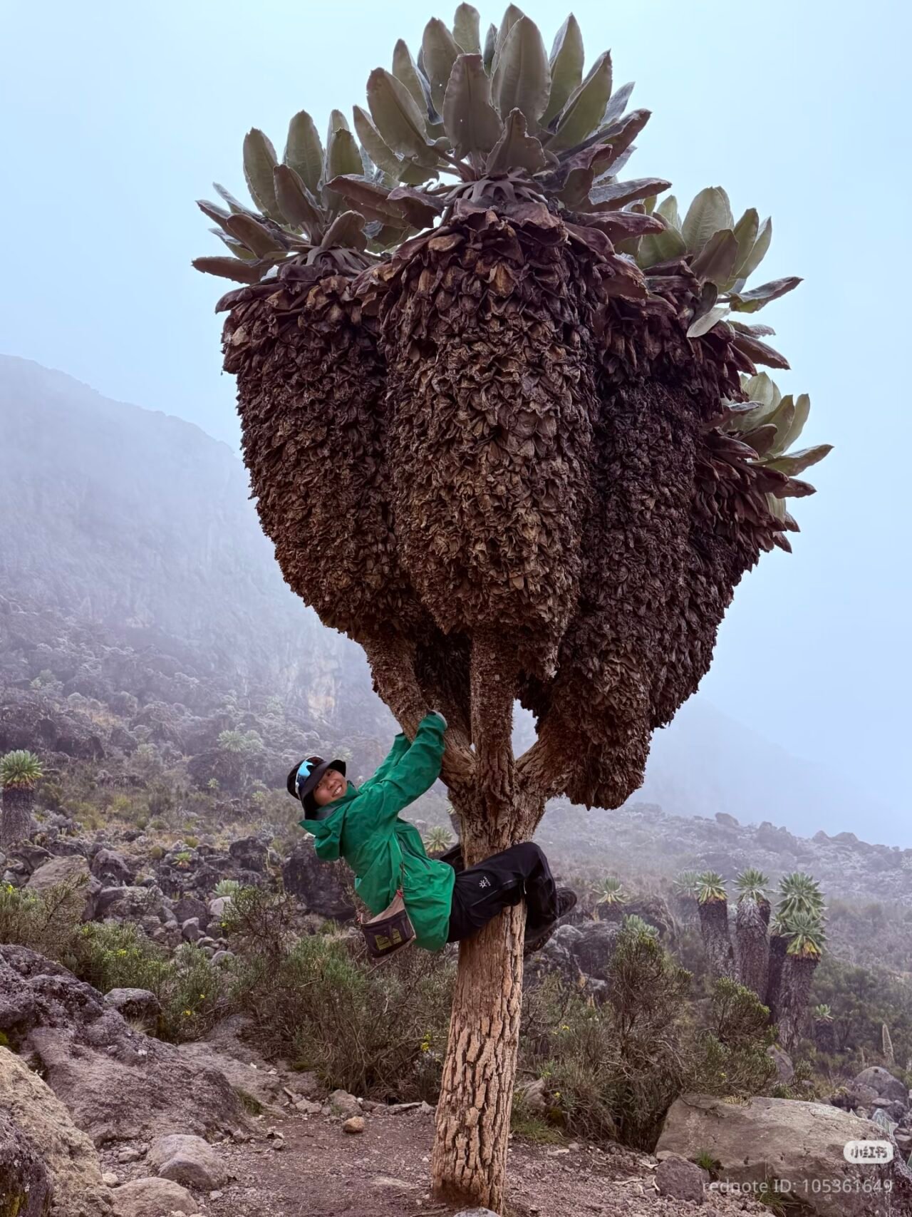 7 Day Machame Route – 7 December Group Departure | Your Kilimanjaro Climb